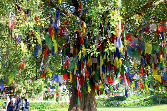 Planter un arbre Hommage : un geste symbolique