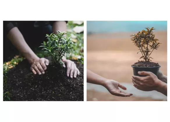 Planter un arbre Hommage : un geste symbolique